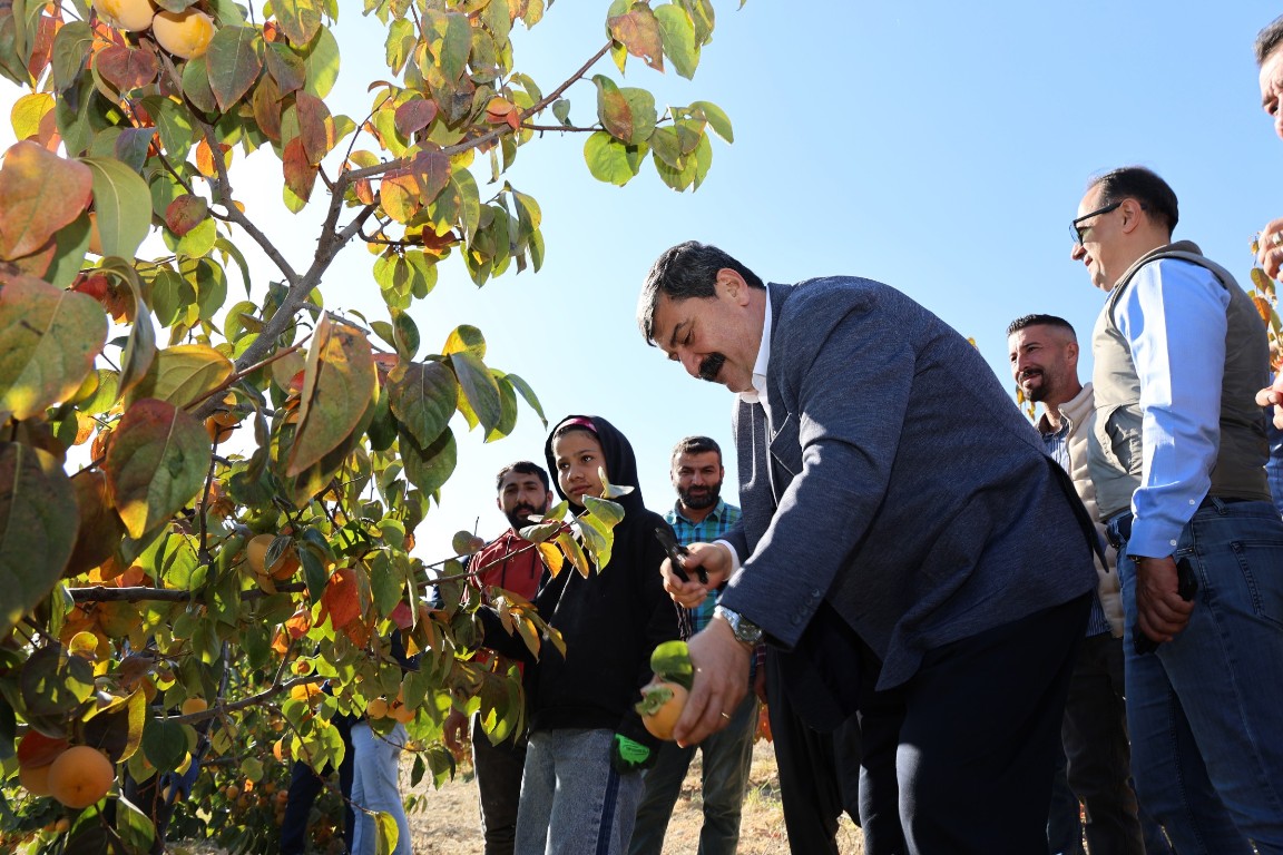 DORUKLU MAHALLESİ CENNET MEYVESİ HASAT ETKİNLİĞİ - 8