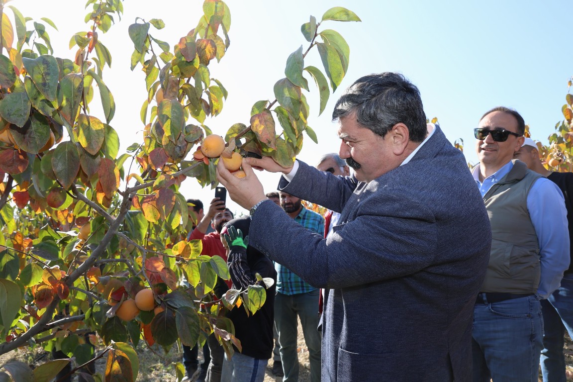 DORUKLU MAHALLESİ CENNET MEYVESİ HASAT ETKİNLİĞİ - 9
