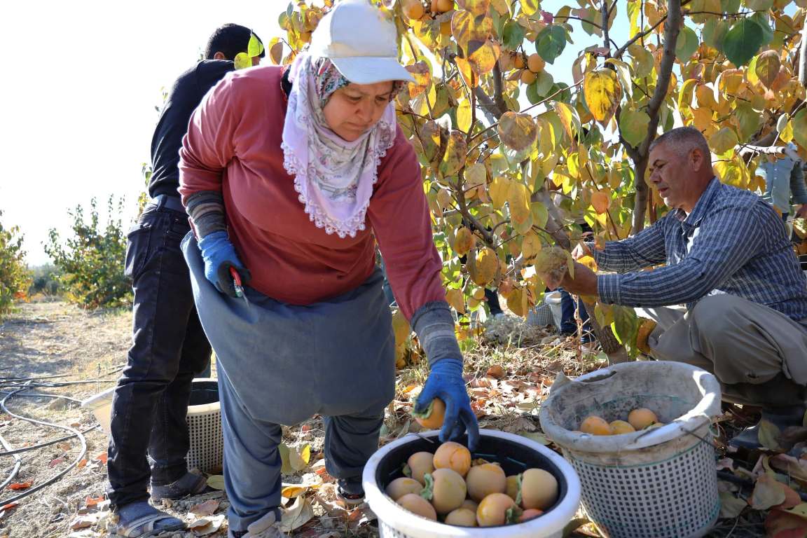 DORUKLU MAHALLESİ CENNET MEYVESİ HASAT ETKİNLİĞİ - 13