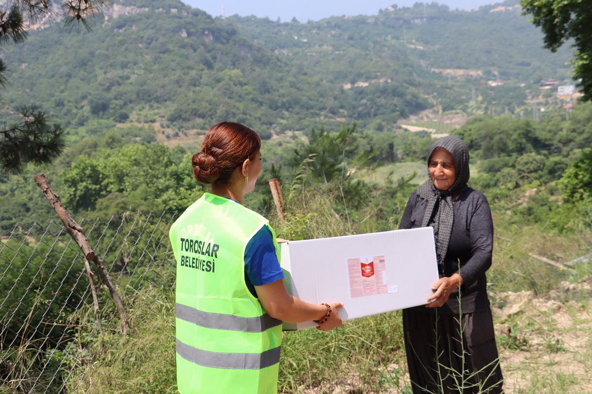 TOROSLAR BELEDİYESİ AKDENİZ MEYVE SİNEĞİNE KARŞI MÜCADELESİNİ SÜRDÜRÜYOR - Görsel 5
