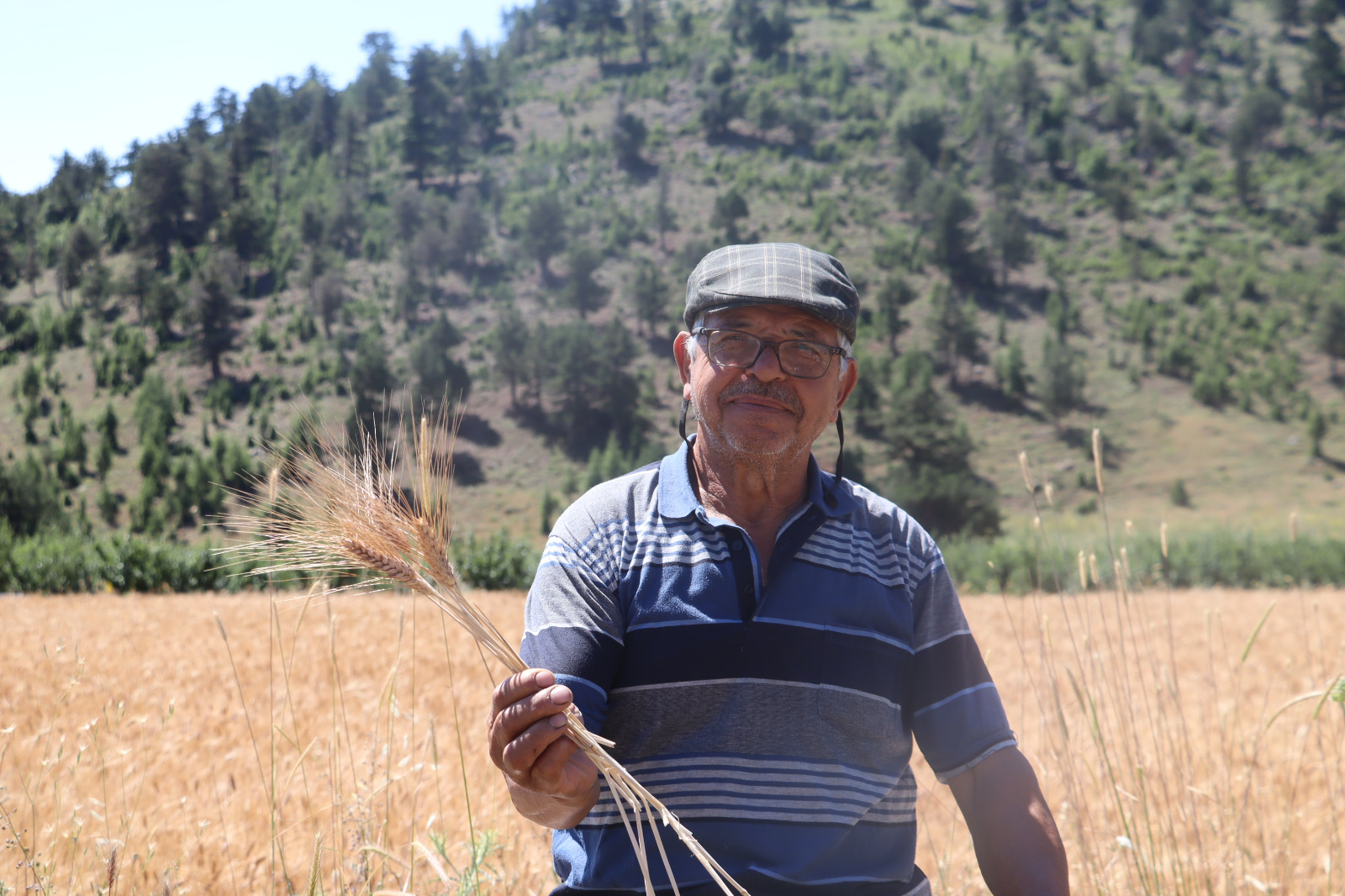 TOROSLAR BELEDİYESİNİN TOHUM DESTEĞİ İLK HASADINI VERDİ