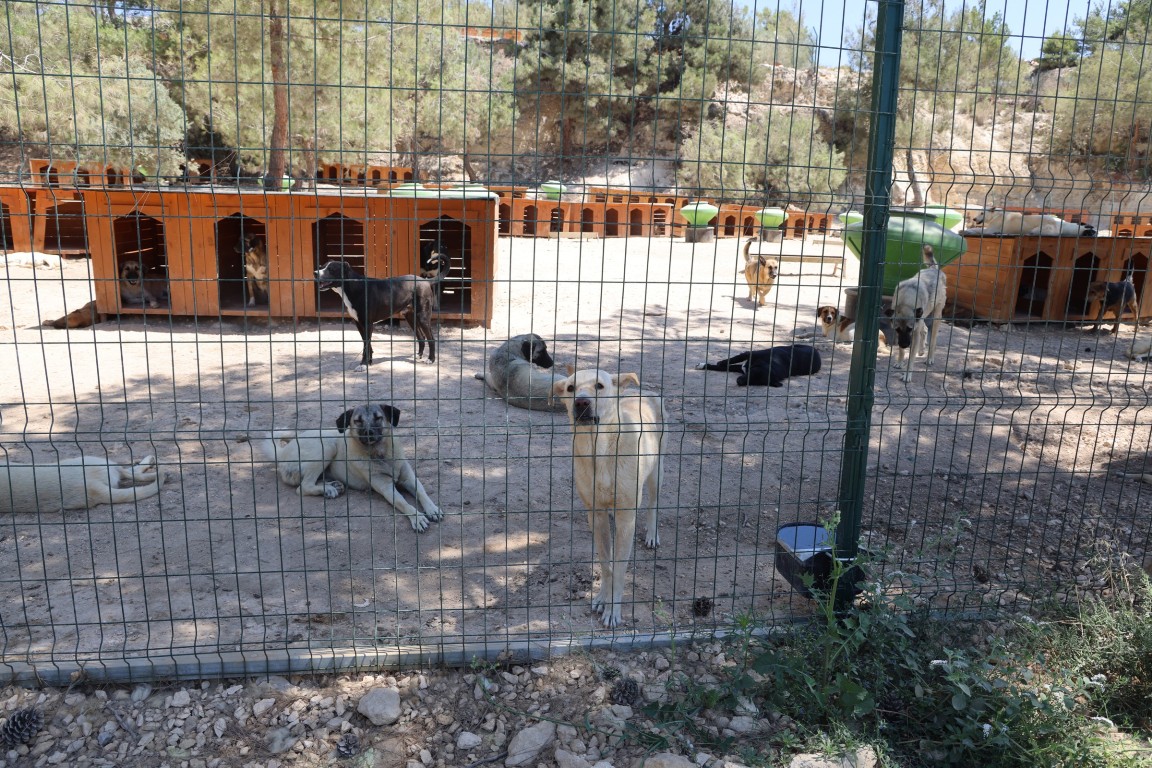 TOROSLAR BELEDİYESİNİN VETERİNER İŞLERİ MÜDÜRLÜĞÜ ÇALIŞMALARINA BAŞLADI