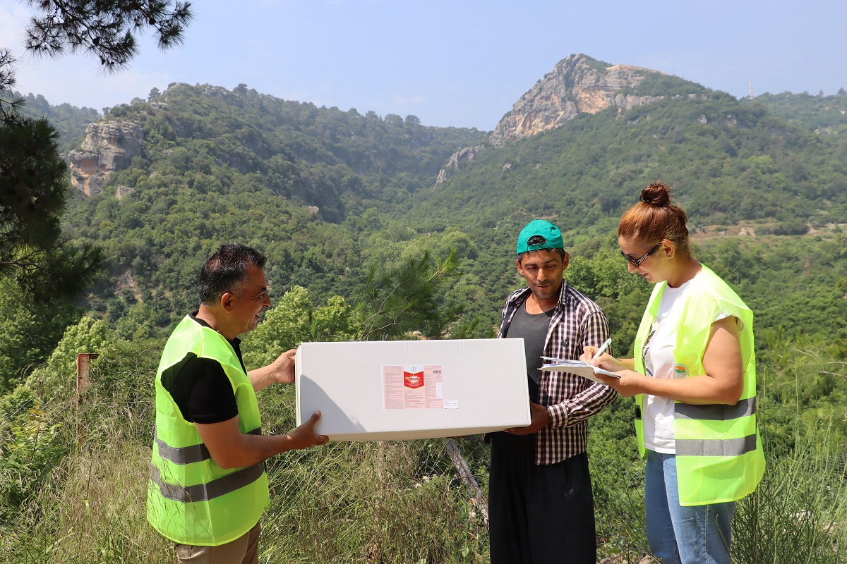 TOROSLAR BELEDİYESİ AKDENİZ MEYVE SİNEĞİNE KARŞI MÜCADELESİNİ SÜRDÜRÜYOR - Görsel 4